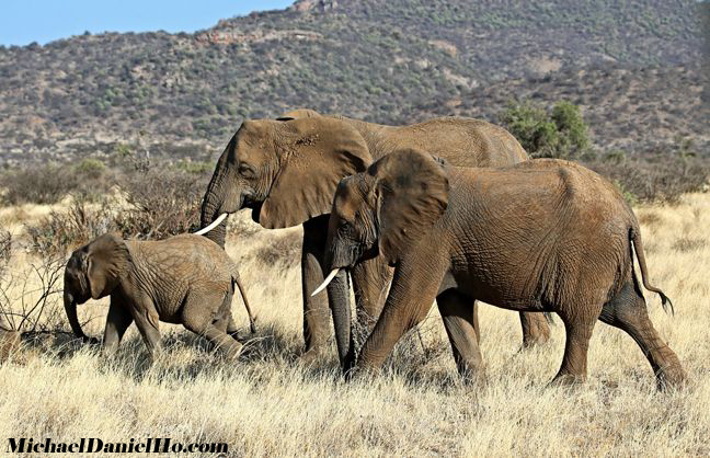 african elephant photos