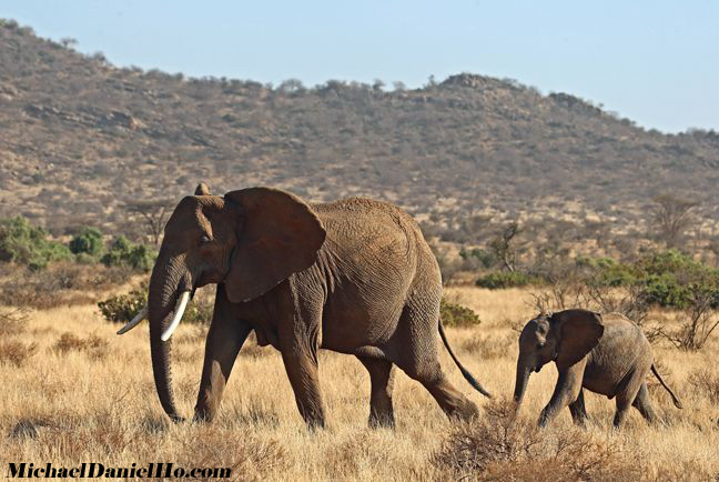 african elephant photos