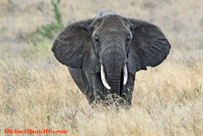 photo of african elephant