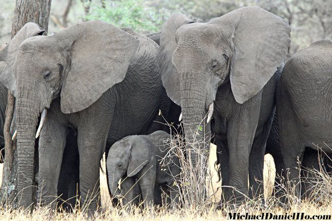 african elephant photos