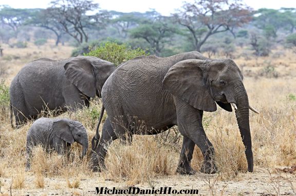 african elephant photos