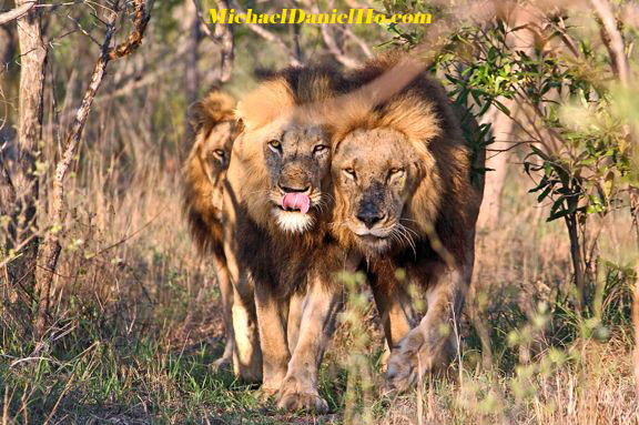 african lioness and cub hanging along the Sabi River, South Africa