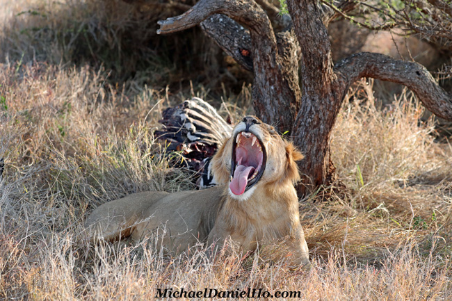 african lion with zebra carcass in Masai Mara, Kenya