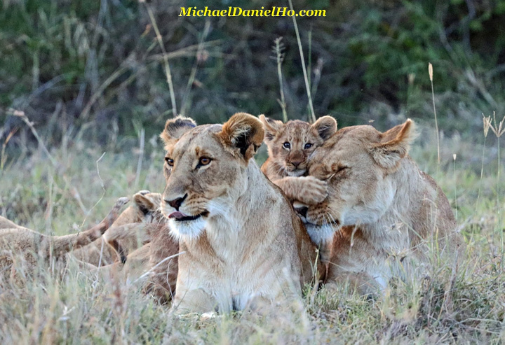   African lion cub with 2 lioness in Masai Mara, Kenya