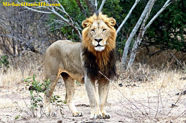 african lion photos