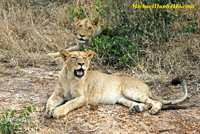 african lion photos