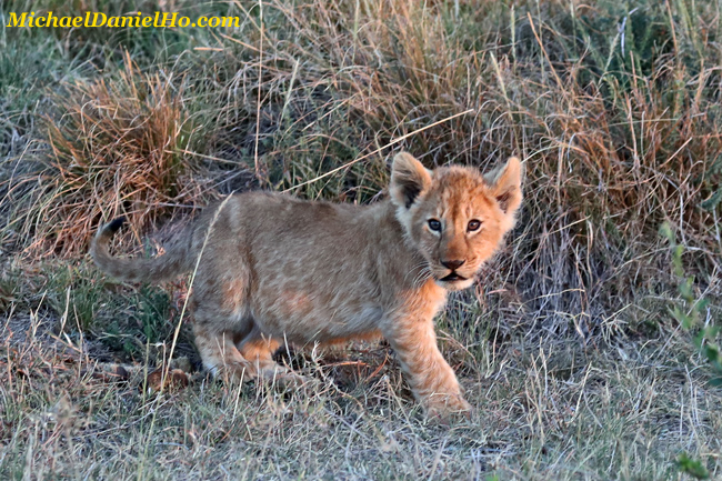 african lion cub in Masai Mara, Kenya