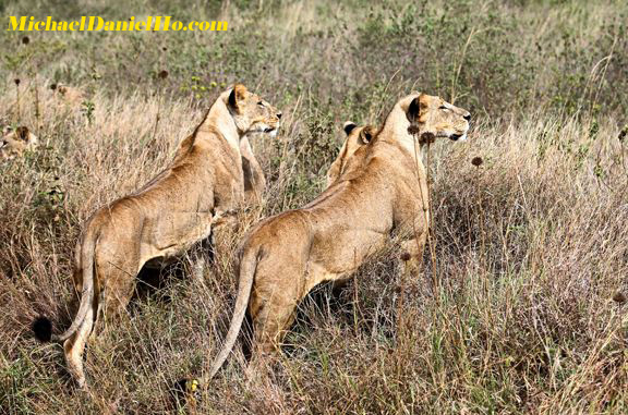 african lion photos