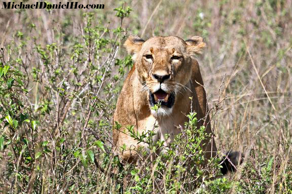 african lion photos