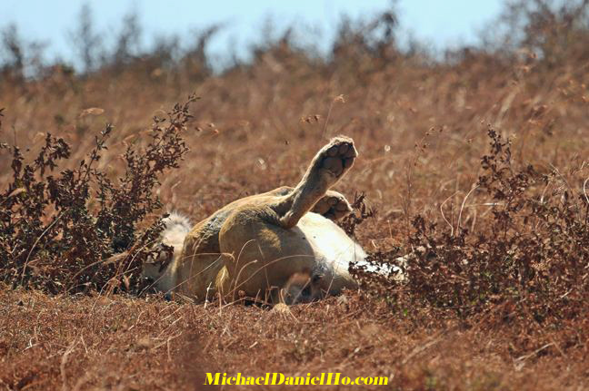 african lion photos