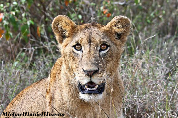 african lion photos