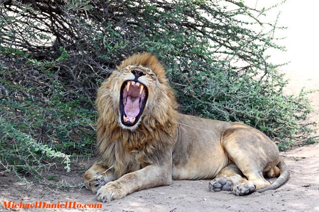photo of african lion