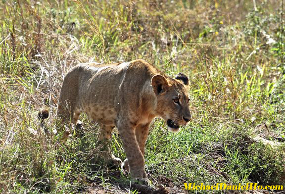 african lion photos