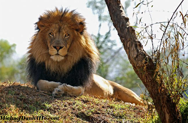 photo of an african lion