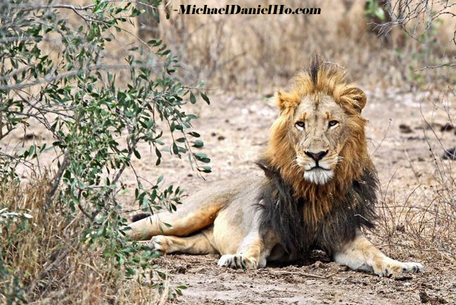 african lion photos