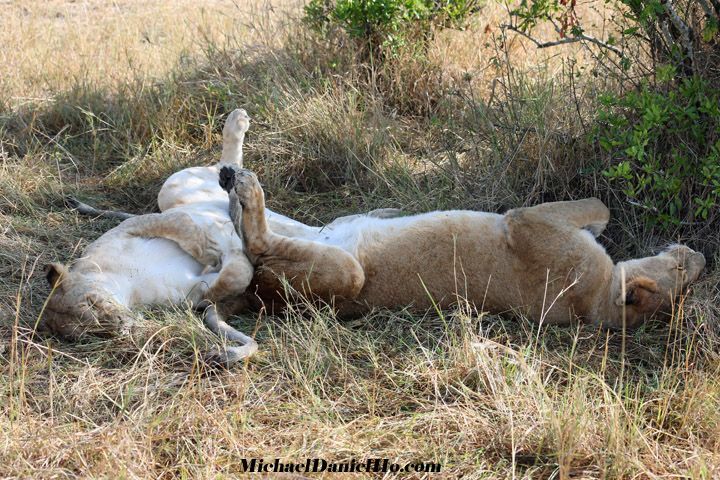 african lion photos