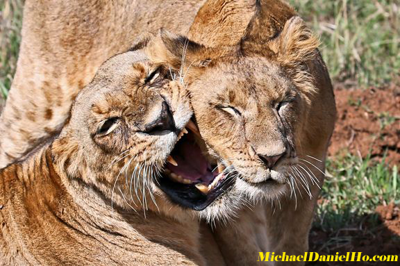 african lion photos