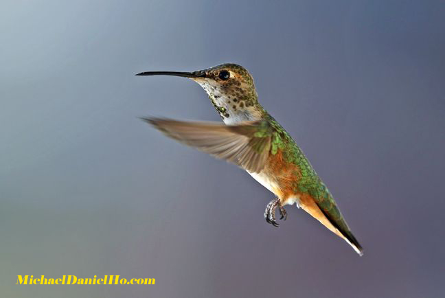 allen's hummingbird photo