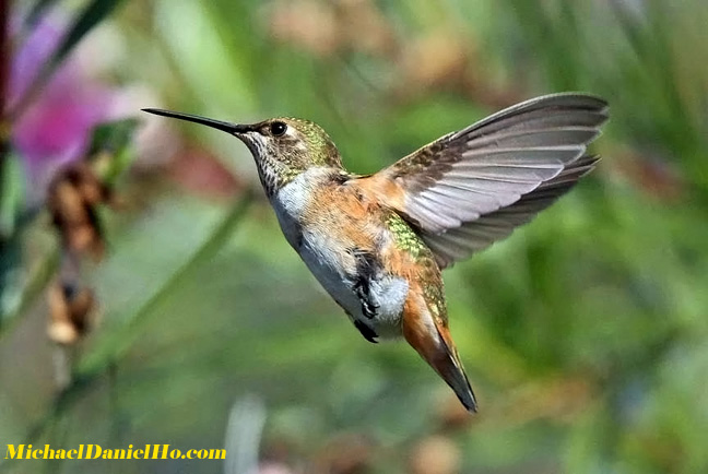 hummingbird photos