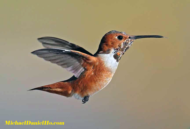 allen's hummingbird photo