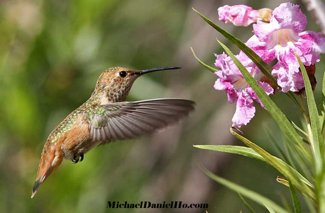 allen's hummingbird