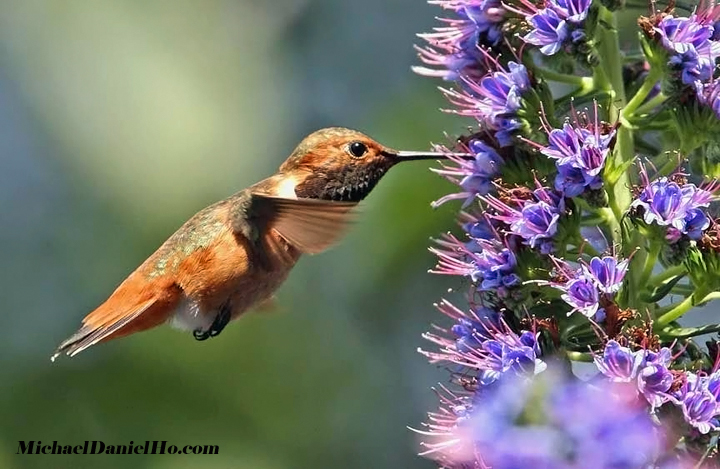 allen's hummingbird