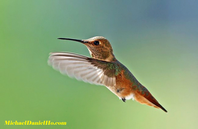 photo of Allen's Hummingbird