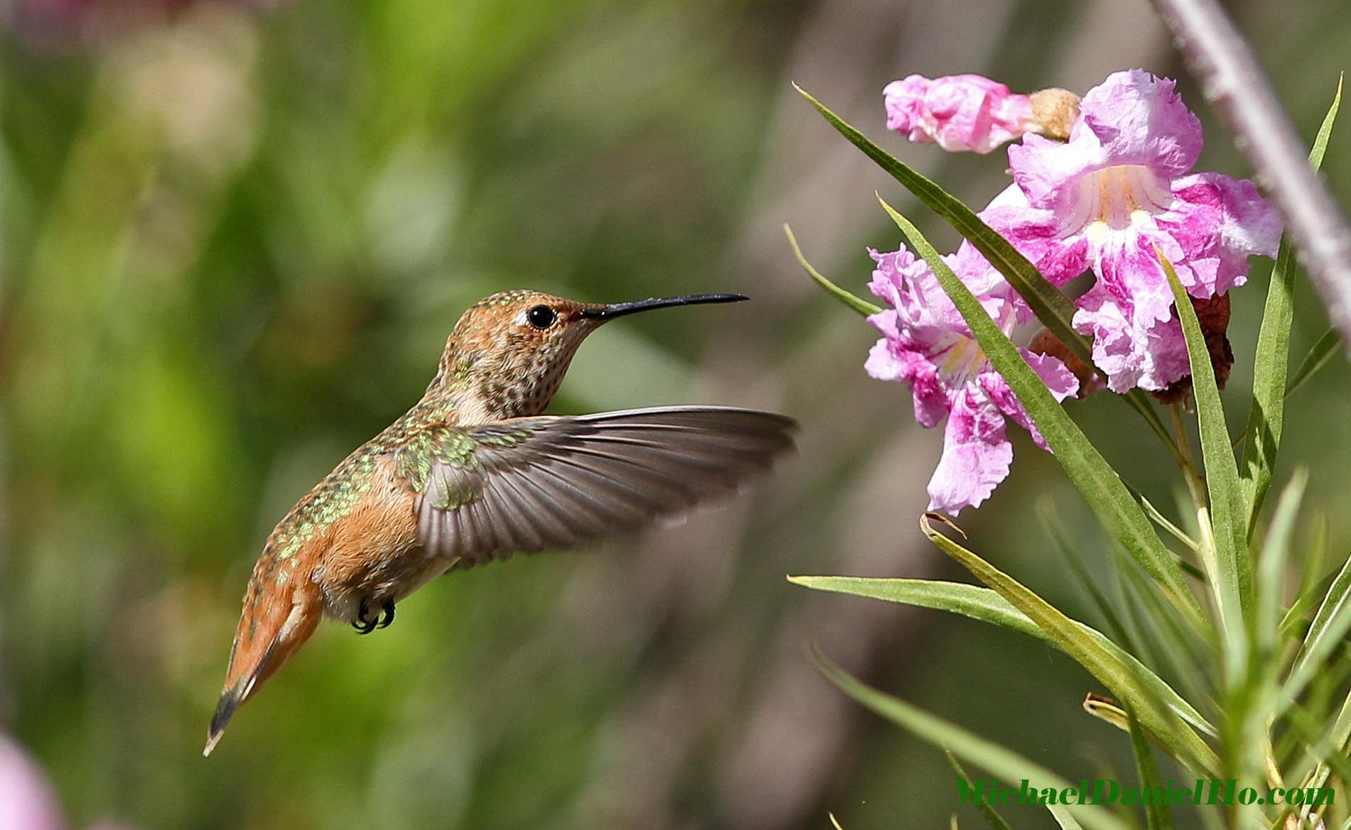 photo of Allen's Hummingbird