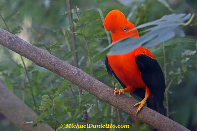 photo of Andean Cock-of-the-Rock