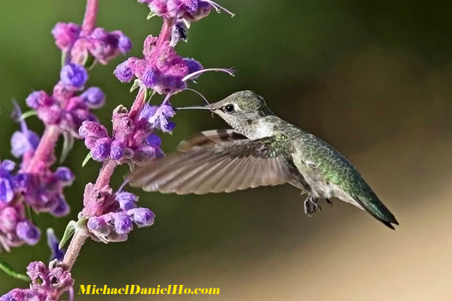 hummingbird photos