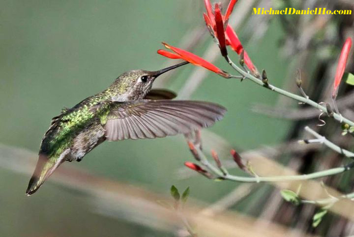 photo of Anna's Hummingbird