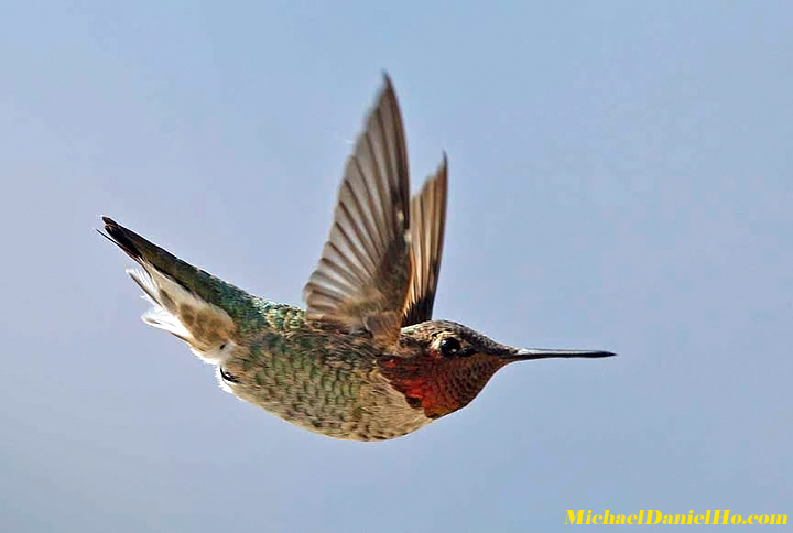 photo of Anna's Hummingbird