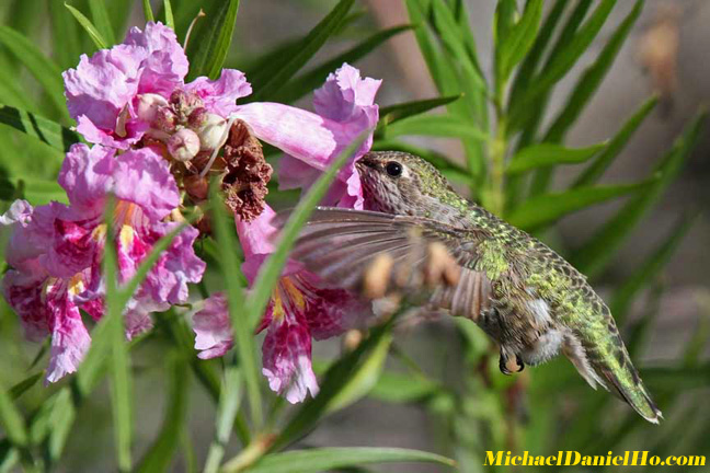 hummingbird photos