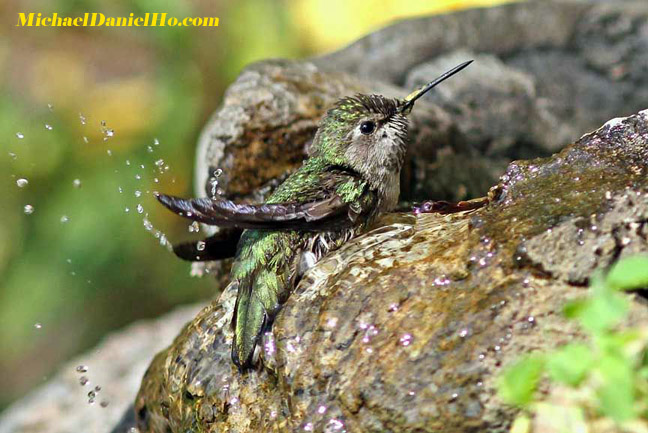 anna's Hummingbird photos