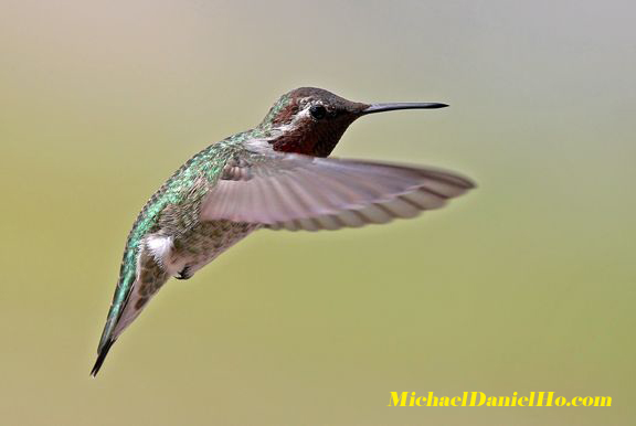 photo of Anna's Hummingbird