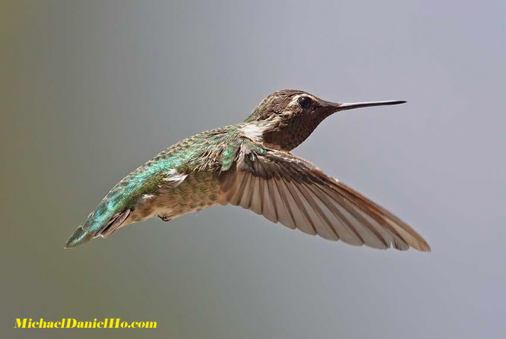 anna's hummingbird