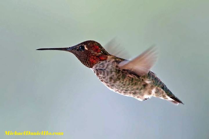 anna's hummingbird