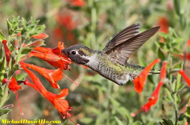 Anna's Hummingbird