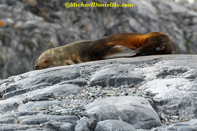 antarctic fur seal sleeping on rock in antarctica