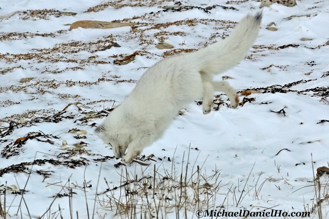 arctic fox diving into snow in the high arctic