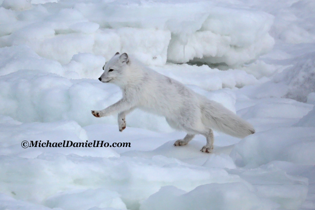 photo of arctic fox in snow in svalbard