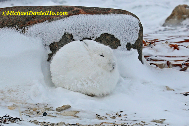 arctic hare sleeping on snow in the high arctic