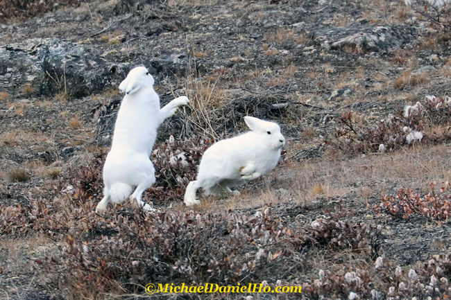 arctic hares sparring in greenland