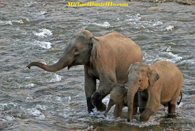 photo of asian elephants with calf in india