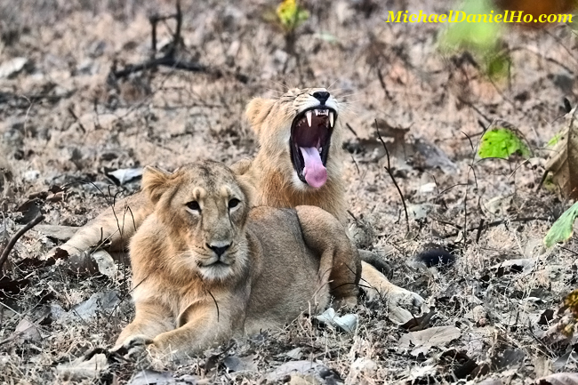 Asiatic lion yawning in Gir Forest, India