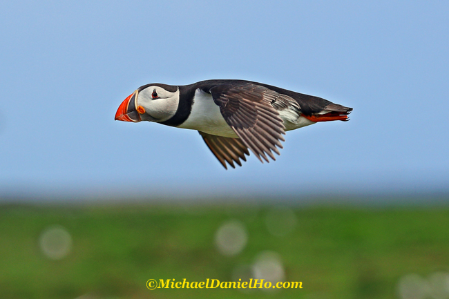 atlantic puffin flying in svalbard