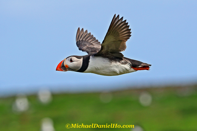 photo of atlantic puffin in flight