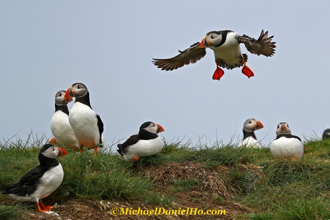 atlantic puffin landing