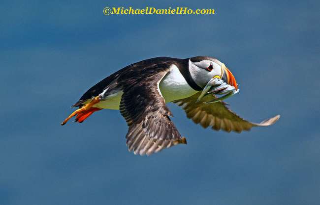 Atlantic Puffin with fish in beak