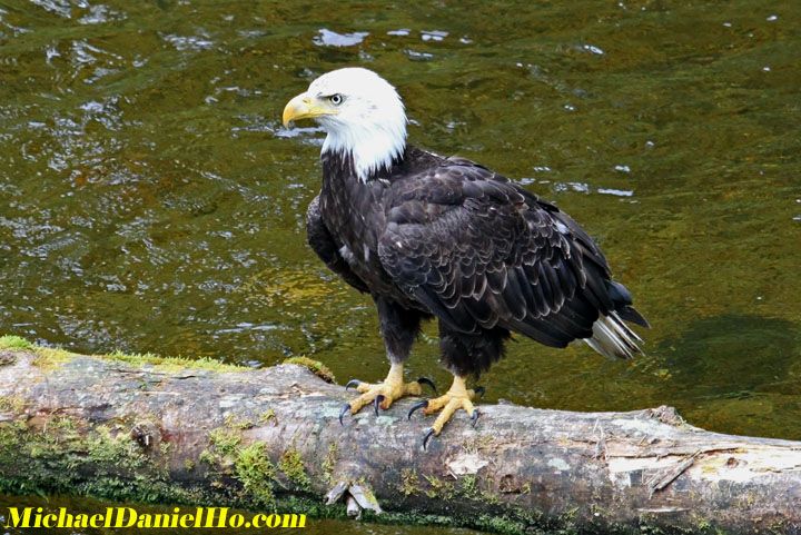 bald eagle photos